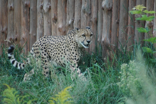 zoo oliwa